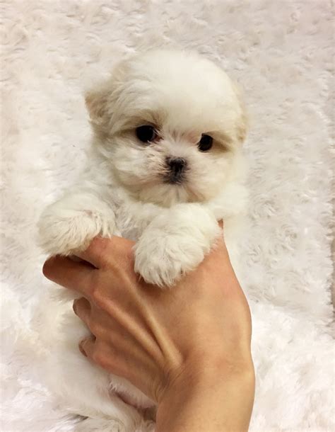 teacup dogs for sale in los angeles ca